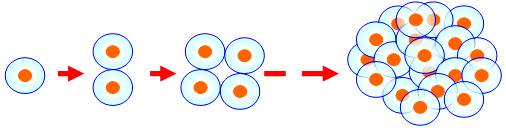 细胞增殖示意图