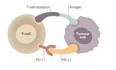 癌细胞通过表达PD-L1蛋白逃避免疫细胞的识别