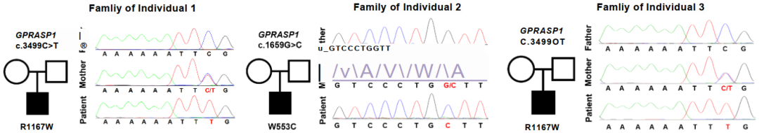 3例患者家庭CPRASP1突变谱系与桑格测序验证的突变图谱
