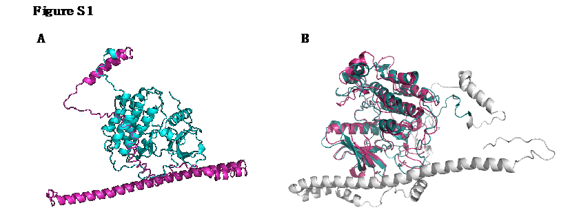 EGFR-SEPT14（E25:S7）和野生型EGFR蛋白具有不同的三级结构