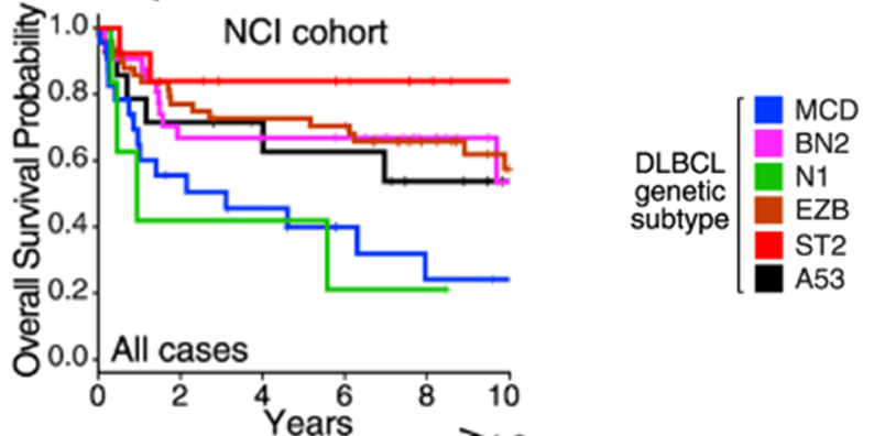 DLBCL患者七分型中，MCD、N1亚型患者预后较差，ST2亚型预后较好