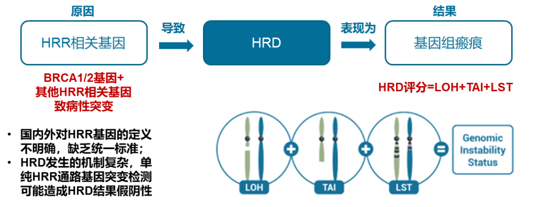 HRD临床检测方法