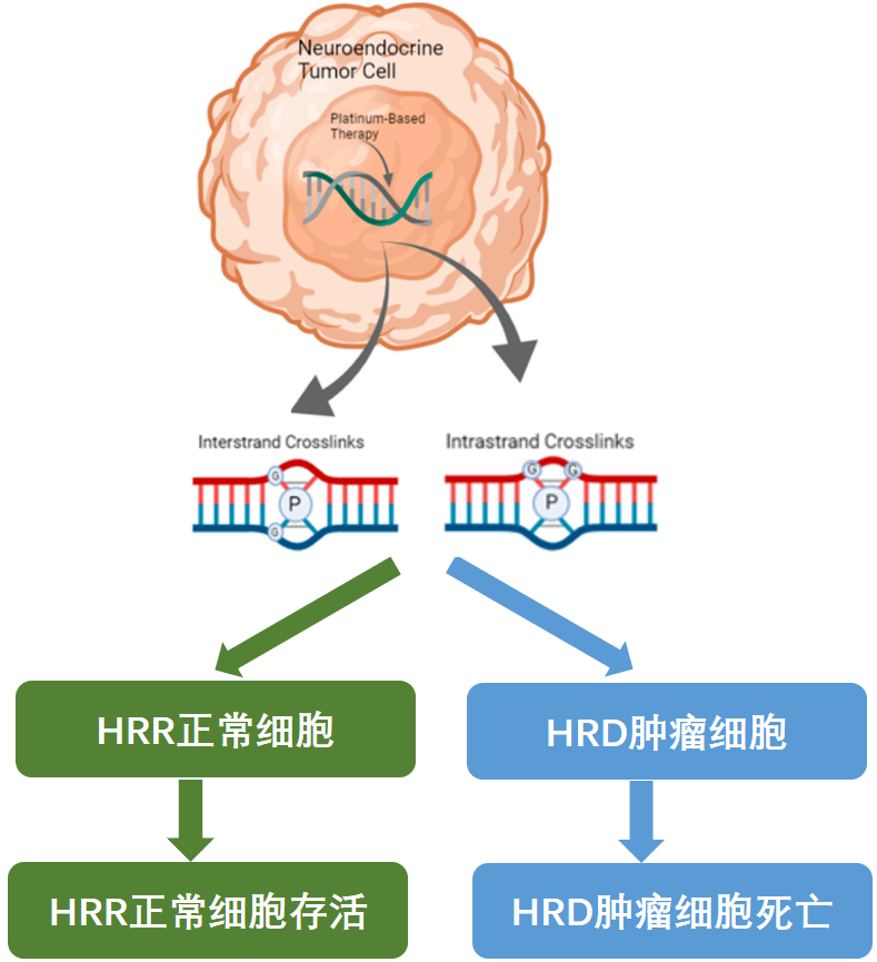 铂类药物作用原理