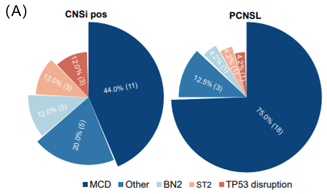 CNSi pos和PCNSL患者分子分型（A）和突变特征（B）对比