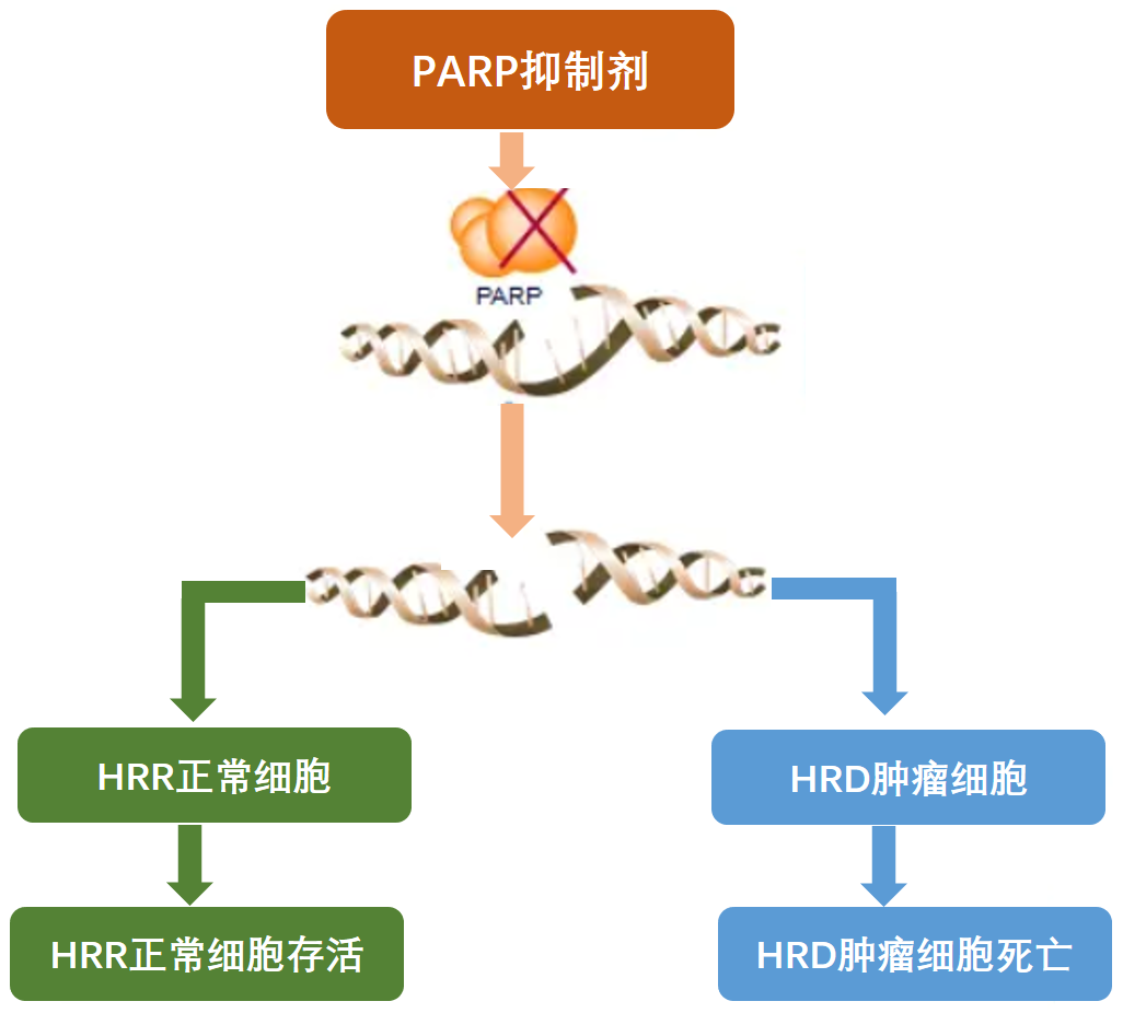 parp抑制剂作用原理