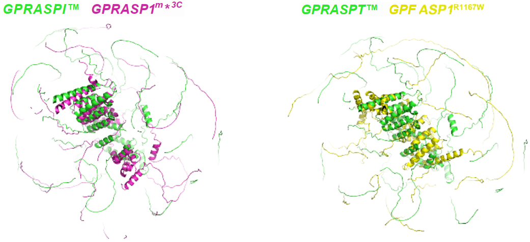 GPRASP1野生型和两种突变型的蛋白质结构对比