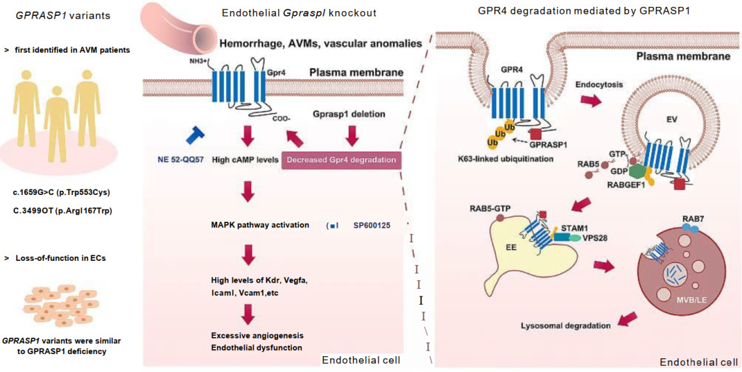 GPRASP1参与血管异常和AVM的概述