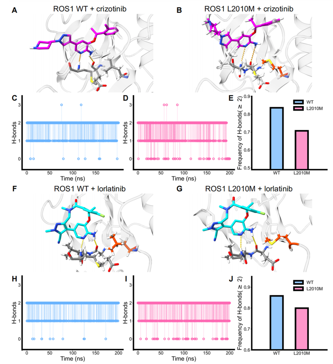  ROS1 L2010M突变与克唑替尼和洛拉替尼的分子动力学模拟