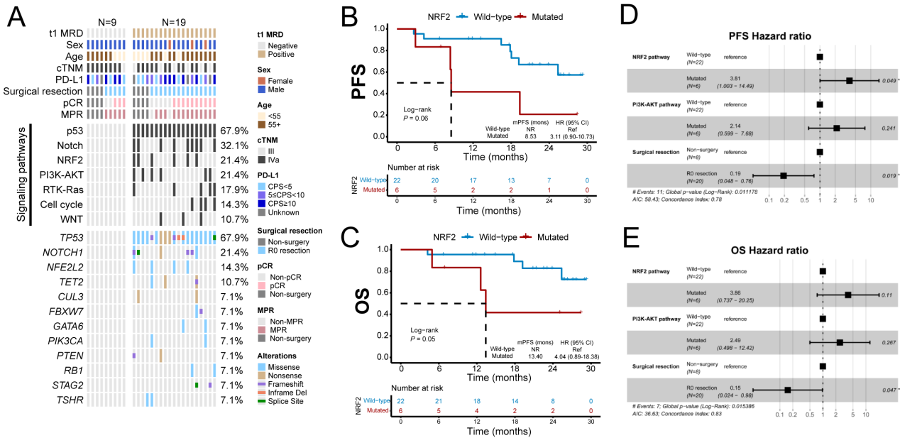 基线NRF2通路突变与PFS和OS的相关性分析