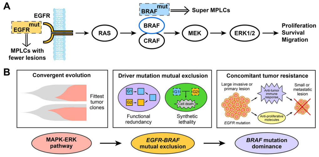 超级MPLC的分子进化假设机制