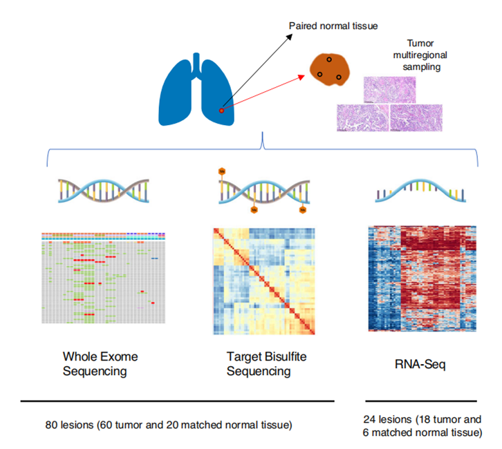 图1. 研究线路图
