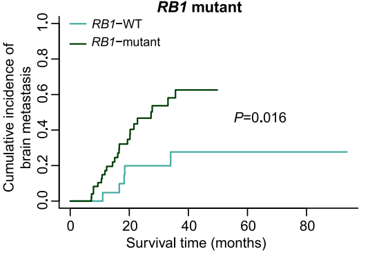 PCI治疗中，RB1突变患者脑转移风险更高