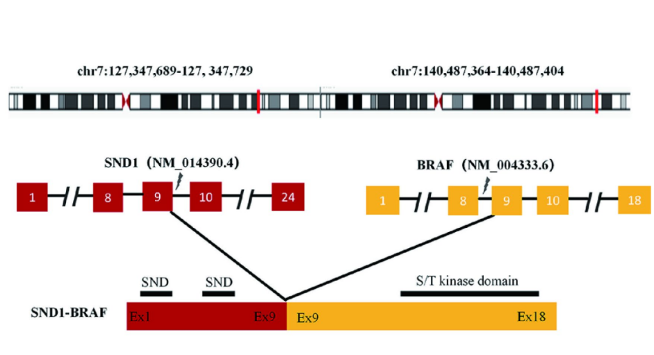 37000vip威尼斯肿瘤基因检测学术文章