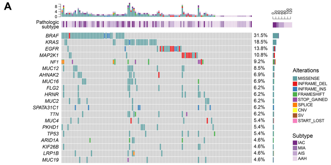 37000vip威尼斯学术文章：超级MPLC的分子突变特征