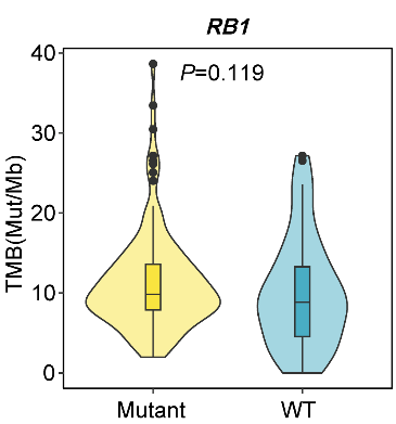 RB1突变患者TMB有更高的趋势