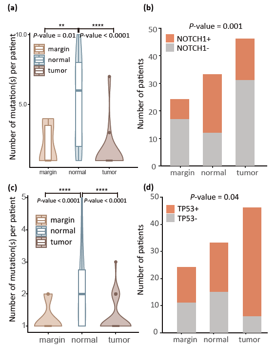  NOTCH1和TP53突变在手术切缘、正常组织和肿瘤组织中的突变模式（上为NOTCH1，下为TP53）