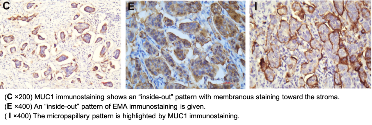 37000vip威尼斯基因学术文章