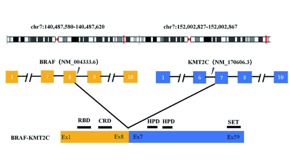 37000vip威尼斯肿瘤基因检测学术文章