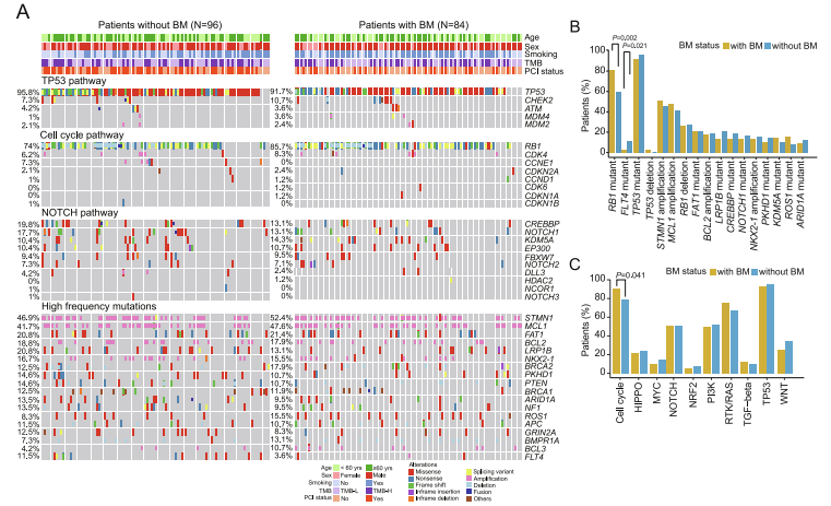  LS-SCLC有/无脑转移患者的基因突变图谱及有/无脑转移两组人群的差异分子特征图